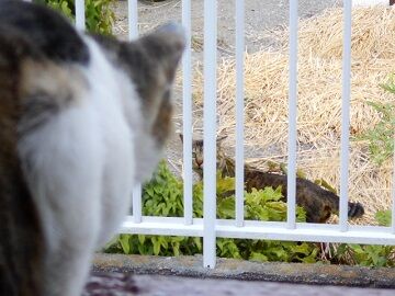 6月18日（38）仮