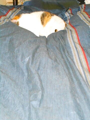 5月22日（40）仮