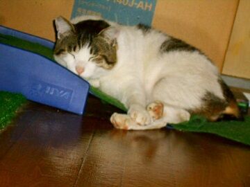 5月11日（10）仮