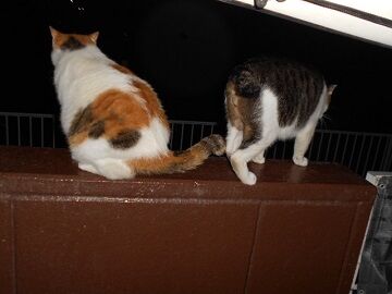 8月25日（37）仮