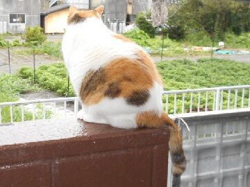 7月22日（21）仮