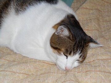 11月1日（50）仮