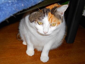 10月20日（37）仮