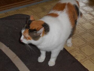 9月7日（10-4）仮