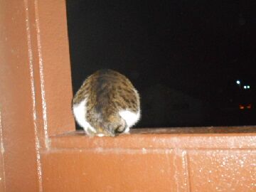 1月22日（68）仮