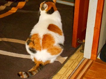 11月6日（15）仮