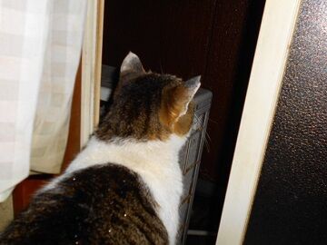 2月16日（60）仮