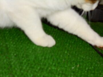 11月1日（57）仮