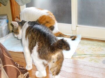 6月12日（16）仮