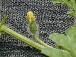 7月23日(26)