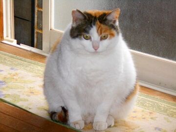 3月30日（22）仮