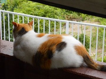 7月11日(3)仮
