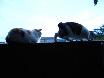 5月28日（71）仮