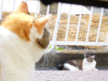 5月30日(16)仮
