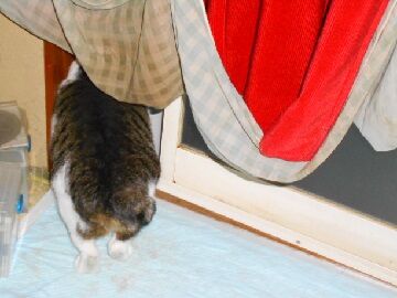 12月29日（10）仮