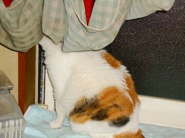 6月14日（71）仮