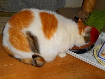 1月26日（13）仮