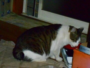 5月24日（29）仮