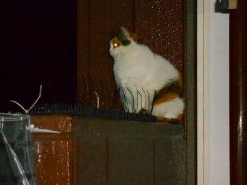 12月8日（49）仮