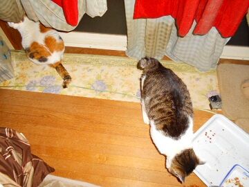 3月11日（10）仮