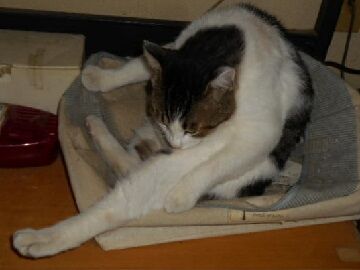 8月10日（17）仮