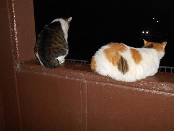 6月27日（33）仮