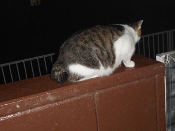 7月22日（77）仮