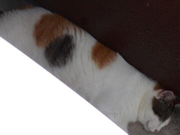 9月11日（9-2）仮