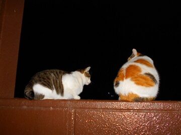 11月14日（4）仮