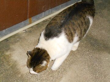 1月30日（45）仮