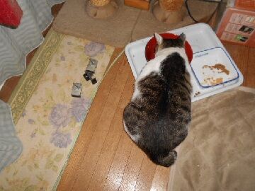 9月23日（2-3）仮