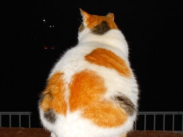 1月30日（44）仮