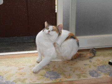 10月2日（15-17）仮