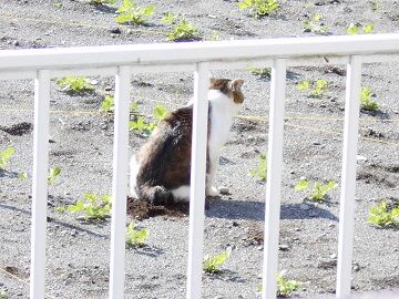 5月30日(45)仮