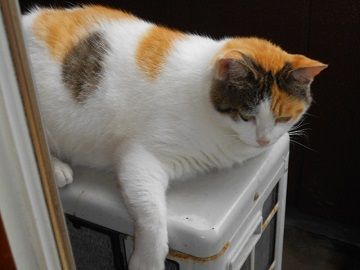 7月11日(5)仮