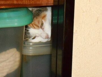 8月25日（22）仮