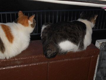 8月30日（22）仮