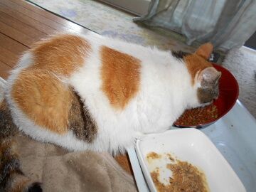 6月29日（58）仮