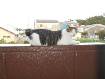 8月15日（27）仮