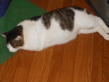 10月4日（49）仮