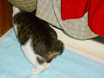 11月7日（15）仮