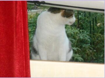 8月17日（16）仮