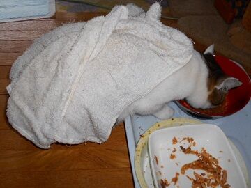 11月22日（17）仮