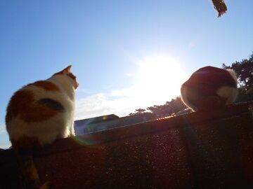 11月11日（13）仮