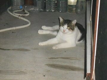 9月4日（136）仮