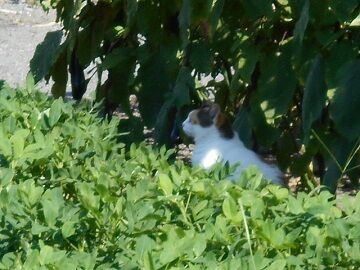 7月31日（23）仮