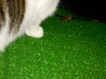 11月1日（55）仮