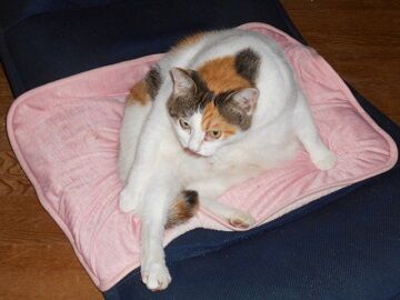 8月18日（18）仮