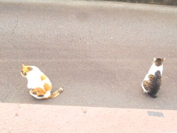 5月26日（18）仮