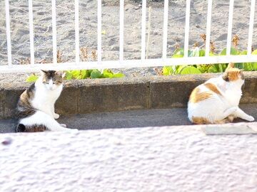 5月12日（15）仮